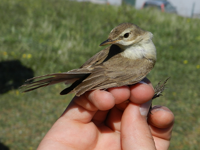 Booted Warbler 